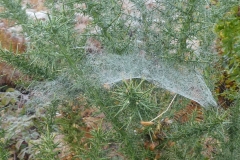 Autumn  cobwebs: John Drummond