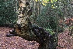 Silver birch: Veronica Dudley