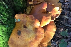 Bracket fungi: Veronica Dudley