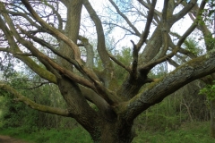 Summer tree