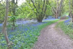 Bluebells: Crispin Logan