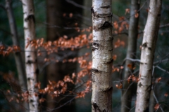 Silver birches: Sheppard Li (instagram.com/sheppard_li_foto/)
